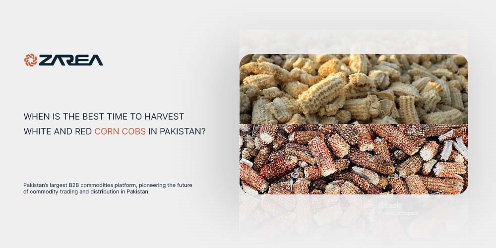 When Is the Best Time to Harvest Corn Cobs in Pakistan?